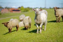 Corderos jóvenes en un campo, Frisia Oriental, Baja Sajonia, Alemania - foto de stock