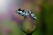Rana di latte amazzonica su un bocciolo di fiore, Indonesia — Foto stock