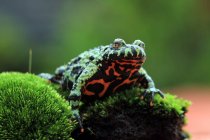 Огнебрюхая жаба (Bombina orientalis) на покрытых мхом скалах, Индонезия — стоковое фото