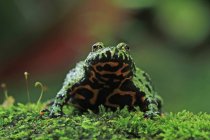 Fire-bellied toad  (Bombina orientalis) on moss covered rocks, Indonesia — Stock Photo