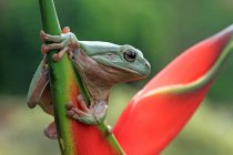 Австралийская зеленая древесная лягушка на цветке, Индонезия — стоковое фото