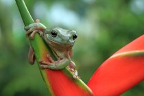 Австралийская зеленая древесная лягушка на цветке, Индонезия — стоковое фото