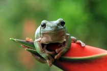 Астралійська зелена жаба на квітковому бульйоні (Індонезія). — стокове фото