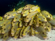 Hermosa bandada de peces de mar en el acuario - foto de stock