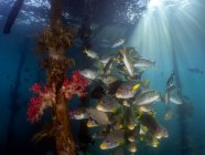 Vista submarina de los peces en el mar rojo - foto de stock