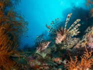 Hermoso mundo submarino del mar en el Caribe - foto de stock