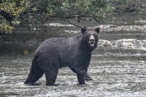 Porträt eines jugendlichen Grizzlybären, der in einem Fluss in Kanada wandert — Stockfoto