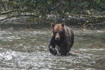 Grizzly bear walking in a river, Canada - foto de stock