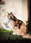 Porträt einer Maine Coon Katze, die im Freien sitzt — Stockfoto