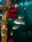 Oblique-Banded Sweetlips плаває під пристані, Рая Ампат, Західний Папуа, Індонезія — стокове фото