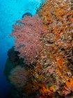 Poisson-verre nageant sur un récif corallien, Raja Ampat, Papouasie occidentale, Indonésie — Photo de stock