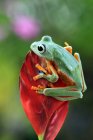 Яванская лягушка на цветке, Индонезия — стоковое фото