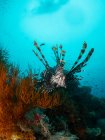 Lion fish swimming on coral reef, Raja Ampat, West Papua, Indonesia — Stock Photo