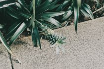 Primo piano della coltivazione dell'ananas tropicale in serra — Foto stock