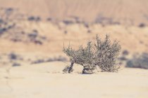 Arbustes poussant dans le désert, Bardenas Reales, Navarre, Espagne — Photo de stock