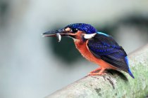 View of Common kingfisher on branch, Indonesia — Stock Photo