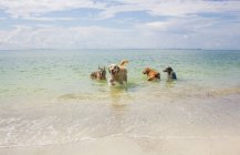 Four dogs playing in the ocean, United States — Stock Photo