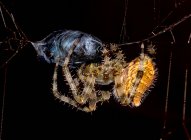 Orb Weaver Spider Capturing Horsefly, Arizona, Estados Unidos da América — Fotografia de Stock