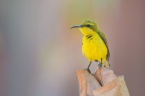Beautiful colorful Sunbird bird on branch at sunny day, Indonesia — Stock Photo