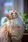 Ritratto di un gatto del Maine Coon seduto in un giardino — Foto stock
