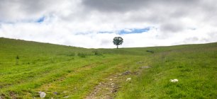 Одинокое дерево в сельской местности, Rob Roy Way, Шотландия, Великобритания — стоковое фото