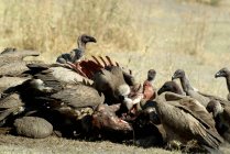 Vultures feeding on the carcass of a dead baby elephant, Moremi National Park, Botswana — Stock Photo
