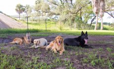 Quattro cani sdraiati in un parco per cani, Stati Uniti — Foto stock