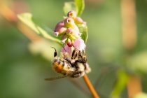 Пчела на цветке, остров Ванкувер, Британская Колумбия, Канада — стоковое фото