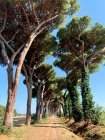 Baumbestandene Straße, San Vincenzo, Toskana, Italien — Stockfoto