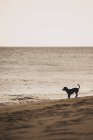 Cane in piedi su Playa del Matorral, Fuerteventura, Isole Canarie, Spagna — Foto stock