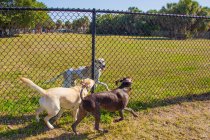 Tres perros corriendo a ambos lados de una valla en un parque público, Estados Unidos - foto de stock