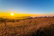 Pecora che pascola in un campo al tramonto, Gabicce Monte, Pesaro e Urbino, Italia — Foto stock