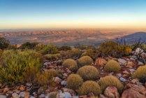 Mt Sonder cimeira e spinifex plantas ao nascer do sol, West MacDonnell National Park, Território do Norte, Austrália — Fotografia de Stock