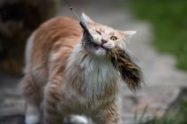 Maine Coon gato jugando con un gato varita juguete - foto de stock
