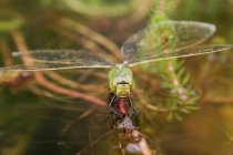 Dragonfly Southern Hawker (Aeshna cyanea) che depone le uova in uno stagno, Inghilterra, Regno Unito — Foto stock