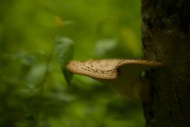 Dryad Saddle Fungo che cresce su un albero nella foresta, Canada — Foto stock