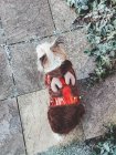 Chorkie Dog vistiendo un traje de renos de Navidad - foto de stock
