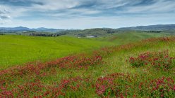 Fiori di campo nel paesaggio rurale, Toscana, Italia — Foto stock