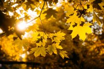 La luz del sol a través de árboles de otoño, Rusia - foto de stock