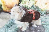 Chorkie Dog vestindo uma roupa de rena de Natal — Fotografia de Stock