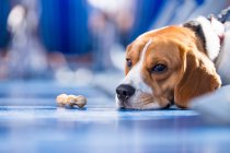 Sad looking beagle lying on floor next to a dog chew bone — Stock Photo
