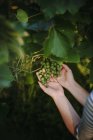 Frau kontrolliert Trauben in einem Weinberg in Serbien — Stockfoto