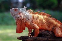 Portrait of an iguana on a branch, Indonesia — Stock Photo
