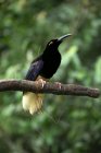 Райская птица на ветке, Индонезия — стоковое фото