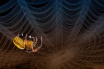 Primo piano di un ragno su una ragnatela, Indonesia — Foto stock