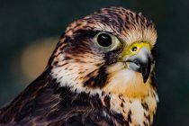 Retrato de um Kestrel americano (Falco sparverius), Ilha de Vancouver, Colúmbia Britânica, Canadá — Fotografia de Stock