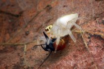 Jumping spider eating an insect, close up view — Stock Photo