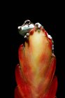 Амазонка молочная лягушка (Trachycephalus resinifictrix) на цветке, Индонезия — стоковое фото
