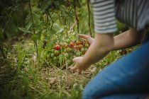Donna che controlla i pomodorini che crescono nel suo orto, Serbia — Foto stock