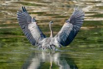 Great Blue Heron, Salish Sea, Columbia Britannica, Canada — Foto stock